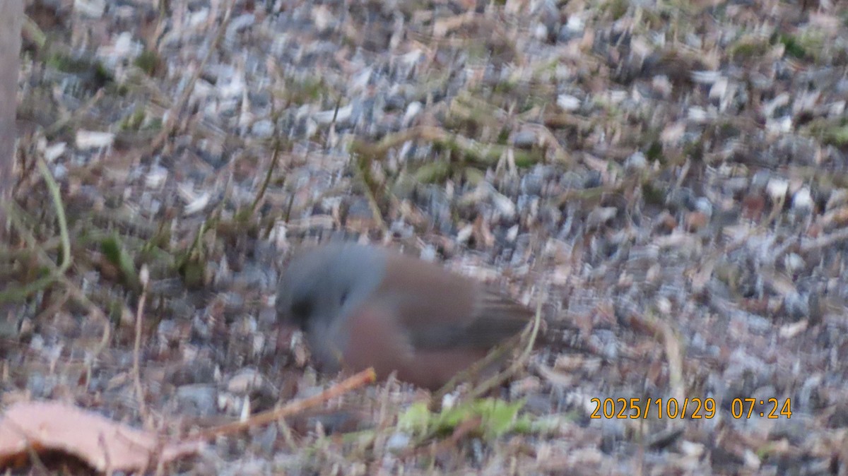 Dark-eyed Junco (Pink-sided) - ML644394949