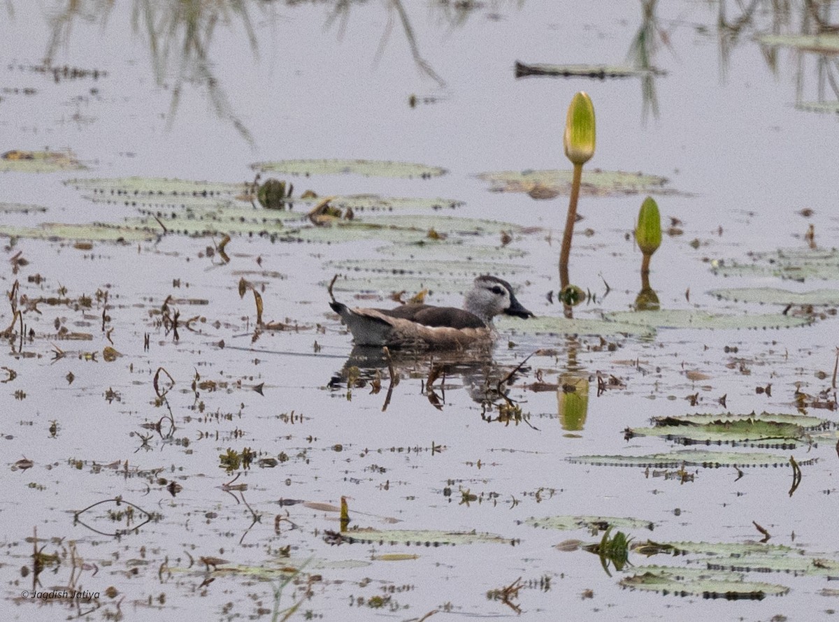 Cotton Pygmy-Goose - ML644394950