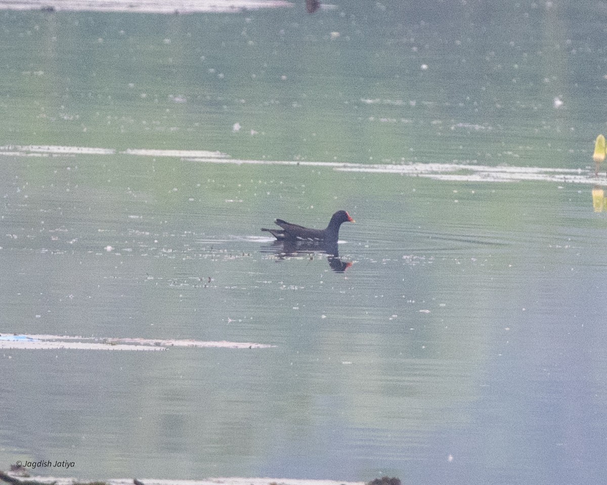 Eurasian Moorhen - ML644394951