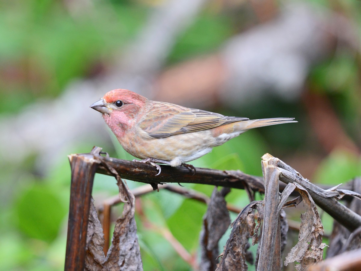 Purple Finch - ML644394952