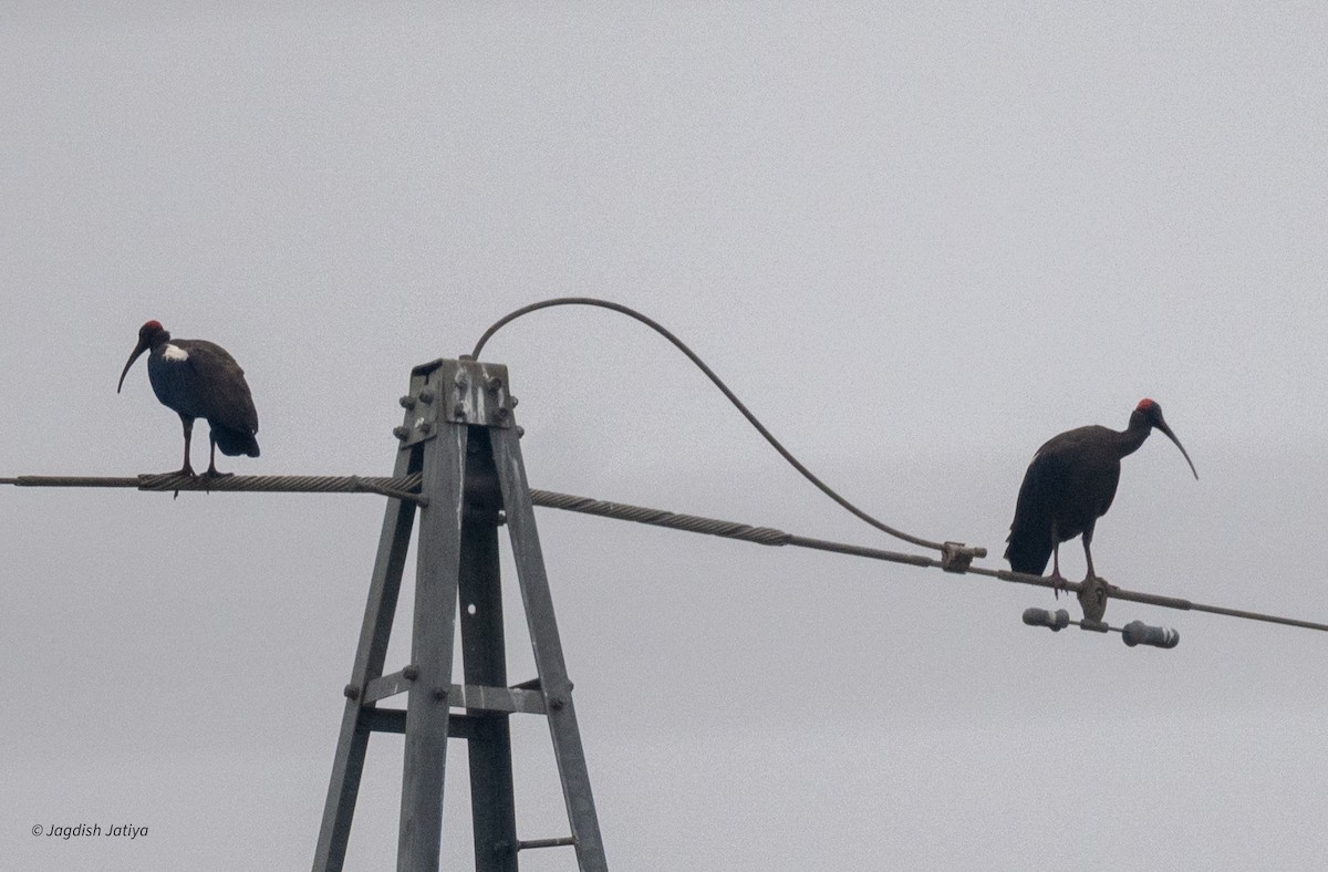 Red-naped Ibis - ML644394959