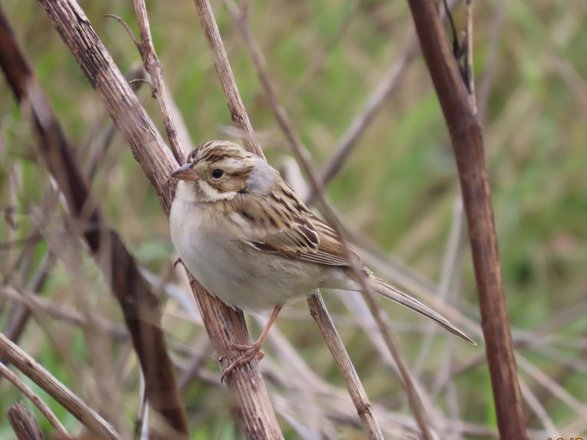 Clay-colored Sparrow - ML644394964
