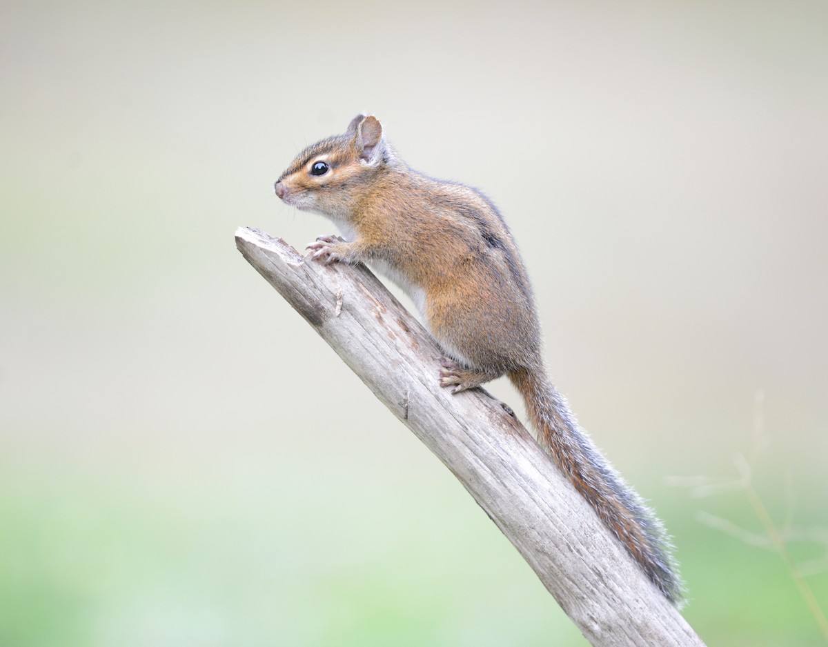 Townsend's Chipmunk - ML644394967