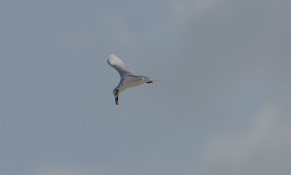 Lachseeschwalbe - ML644394972