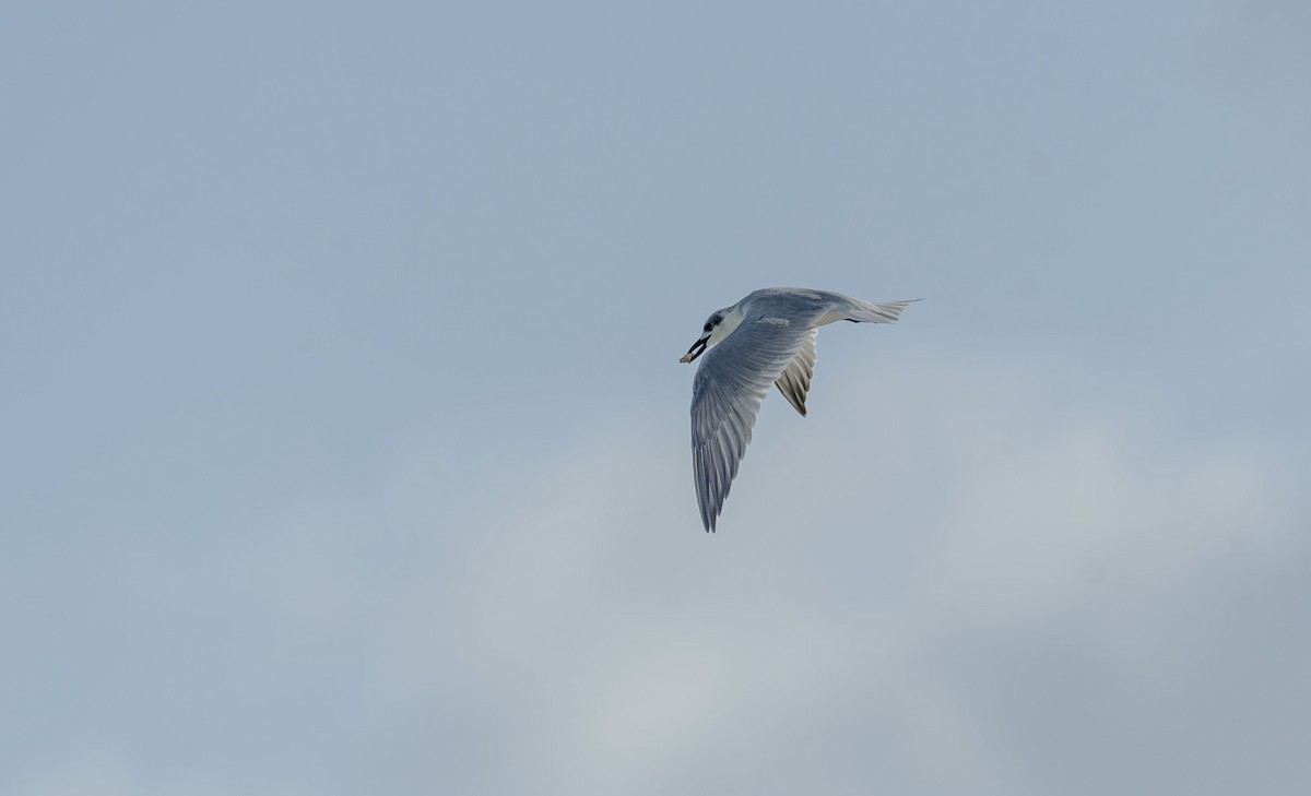 Lachseeschwalbe - ML644394983