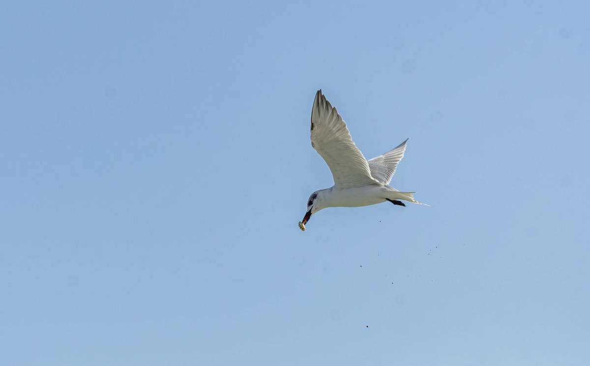 Lachseeschwalbe - ML644394984