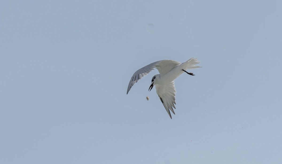 Lachseeschwalbe - ML644394986