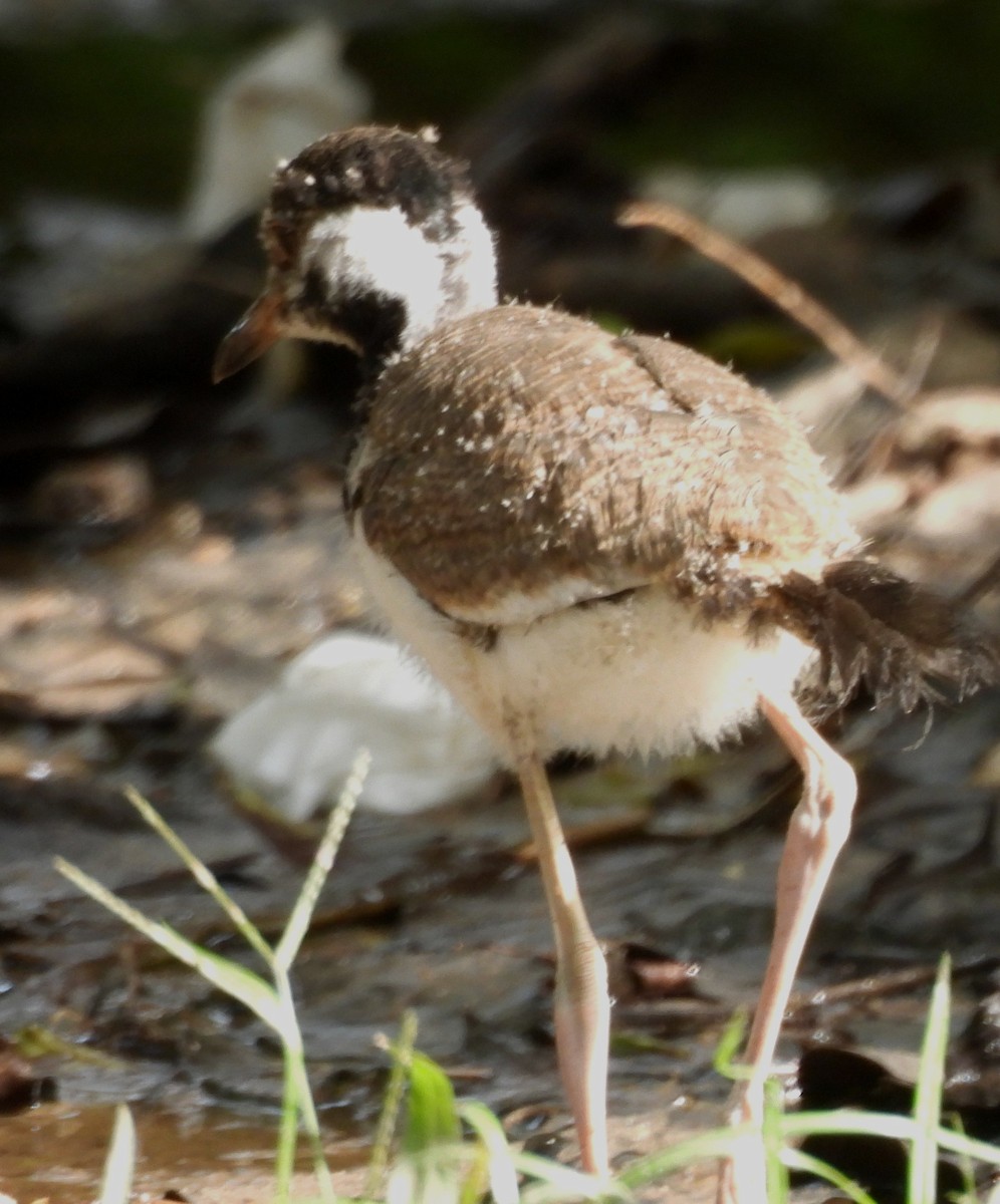 Rotlappenkiebitz - ML644394993