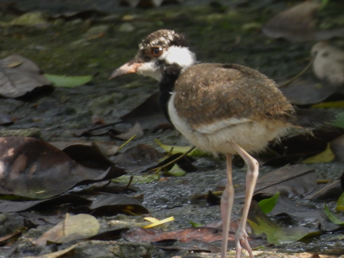 Rotlappenkiebitz - ML644394994