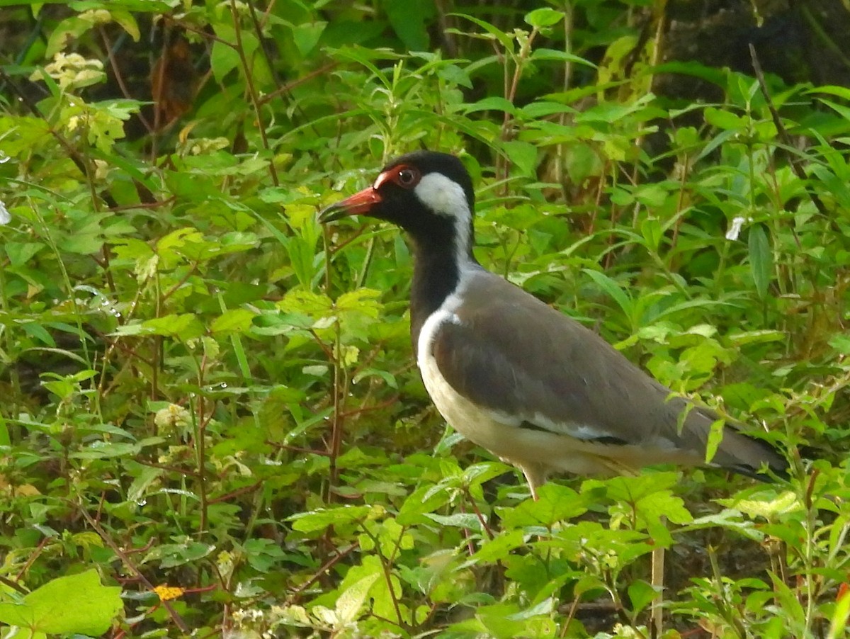 Rotlappenkiebitz - ML644394995