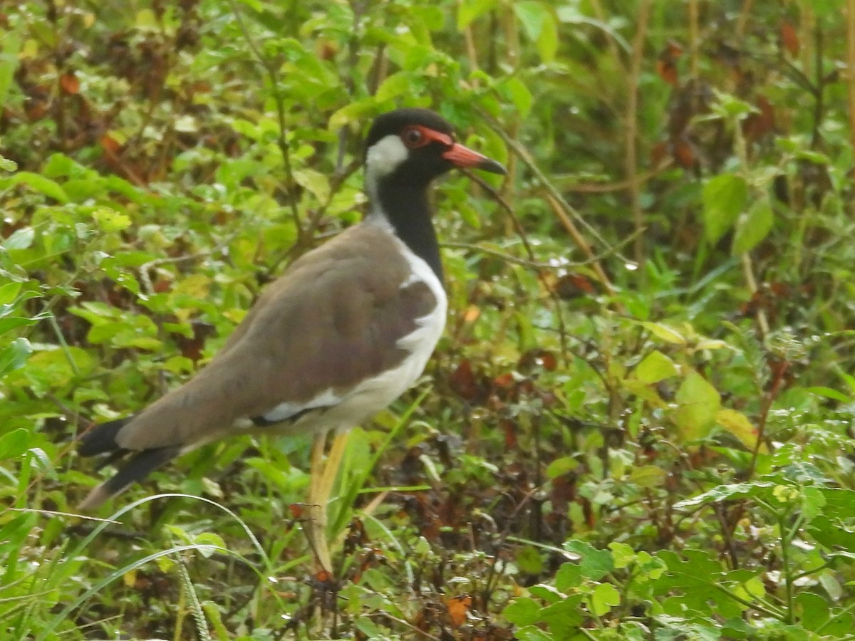 Rotlappenkiebitz - ML644394996