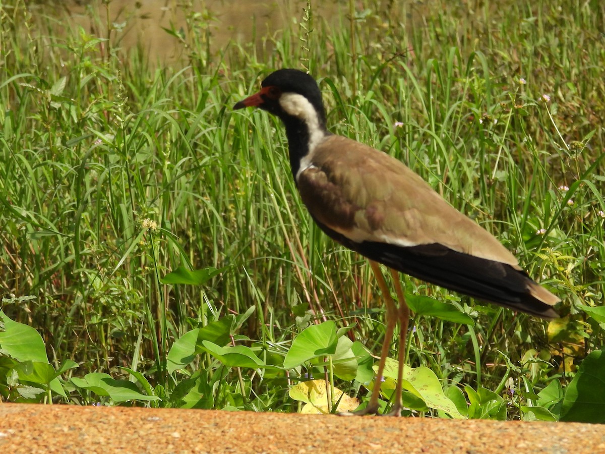 Rotlappenkiebitz - ML644394997