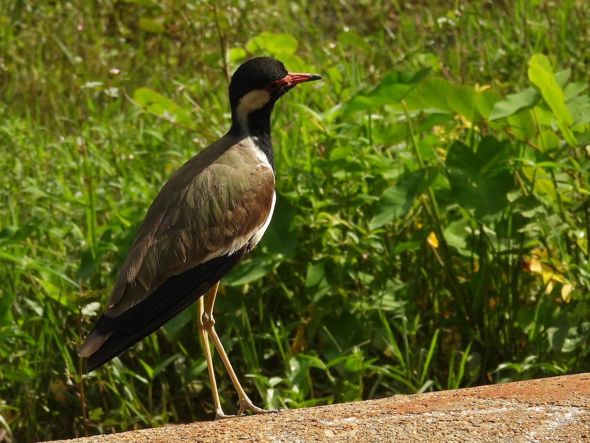 Rotlappenkiebitz - ML644394998