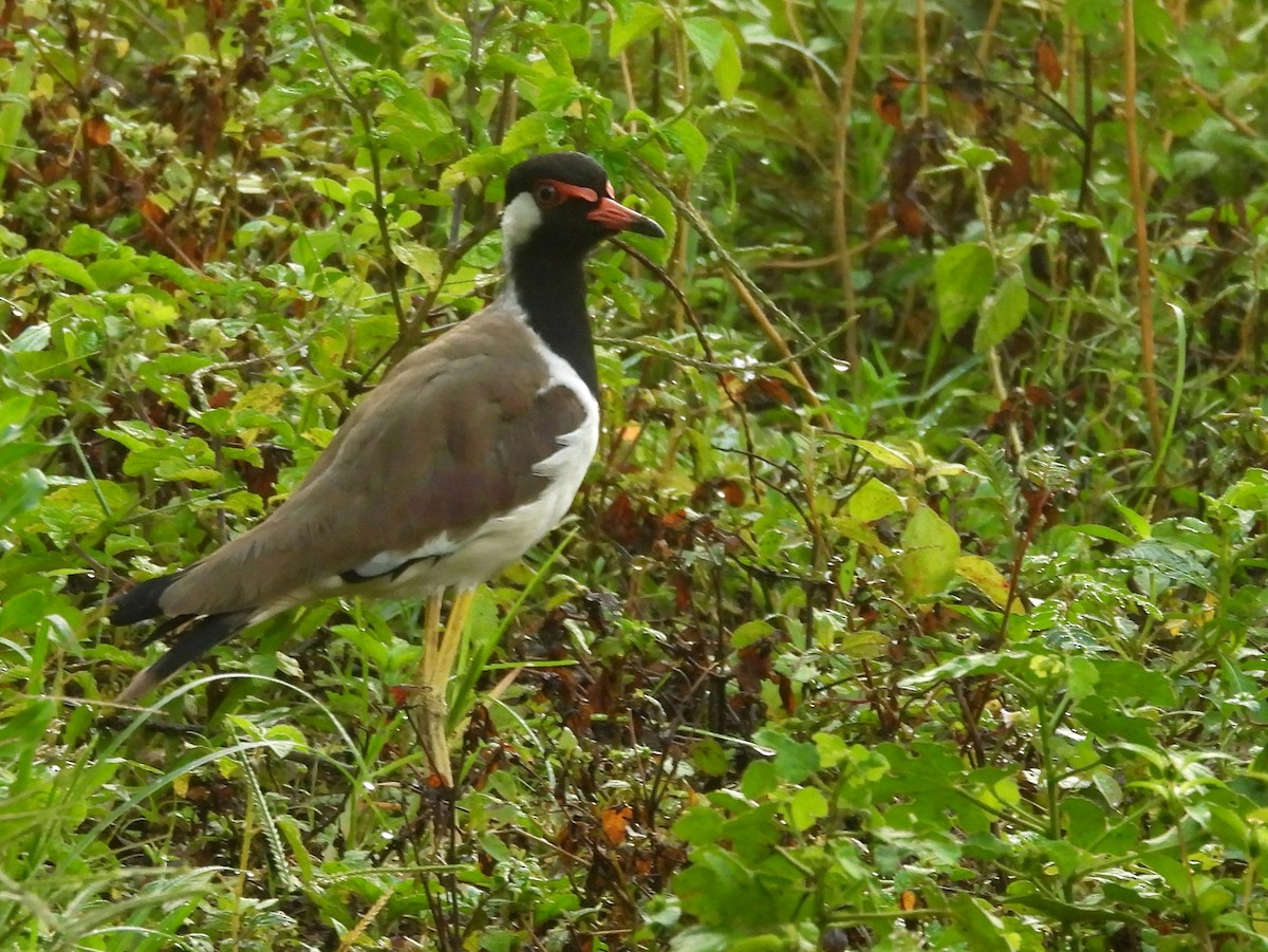 Rotlappenkiebitz - ML644394999