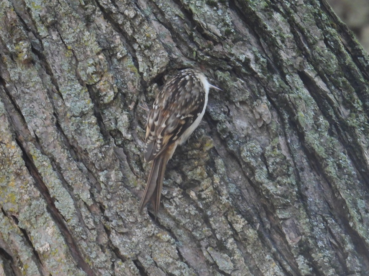 Brown Creeper - ML644395000