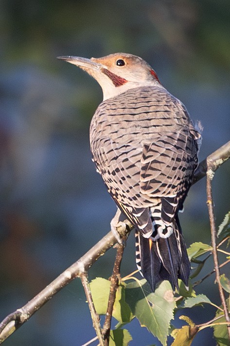Northern Flicker (Yellow-shafted x Red-shafted) - ML644395005