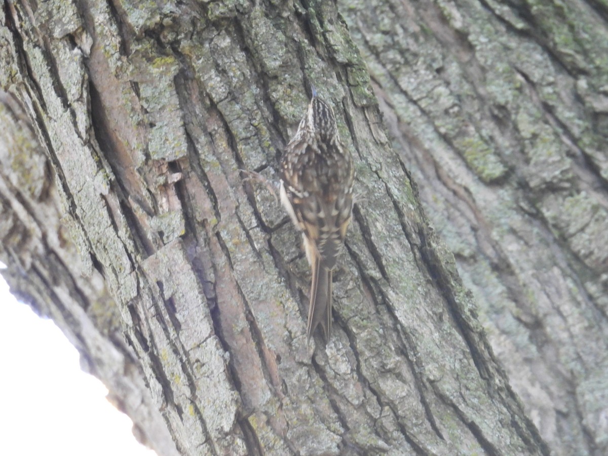 Brown Creeper - ML644395007