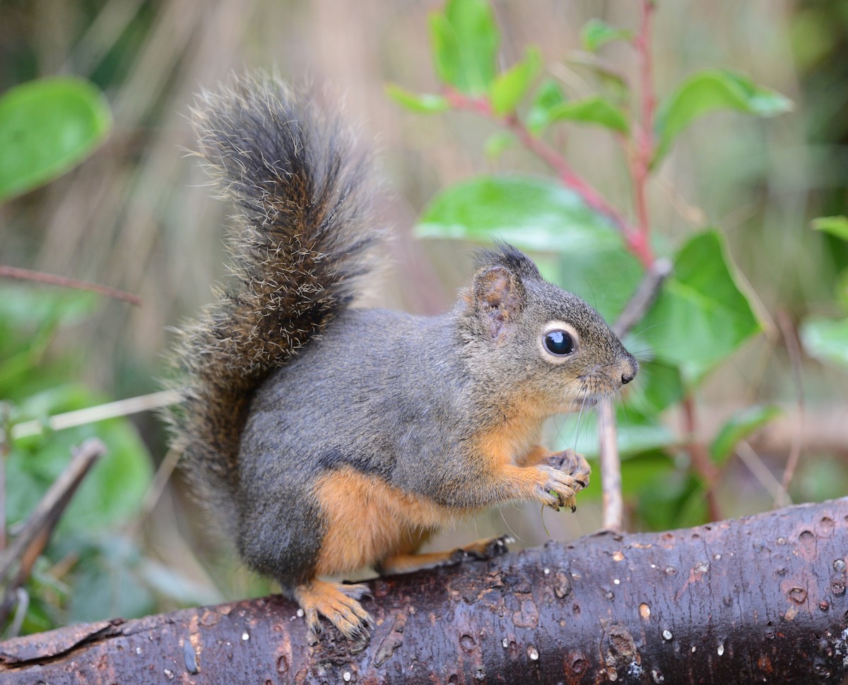 Douglas' Squirrel - ML644395017