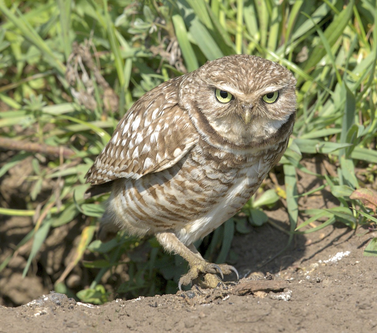 Burrowing Owl - ML644395025