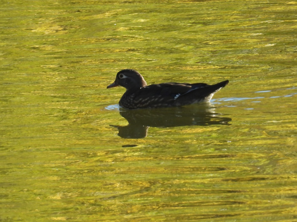Wood Duck - ML644395030