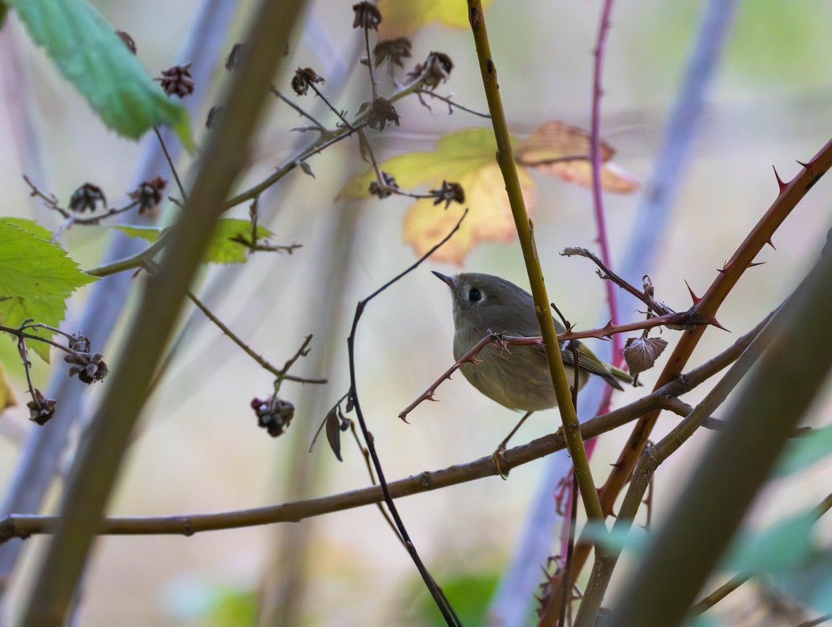 rubinfuglekonge - ML644395034