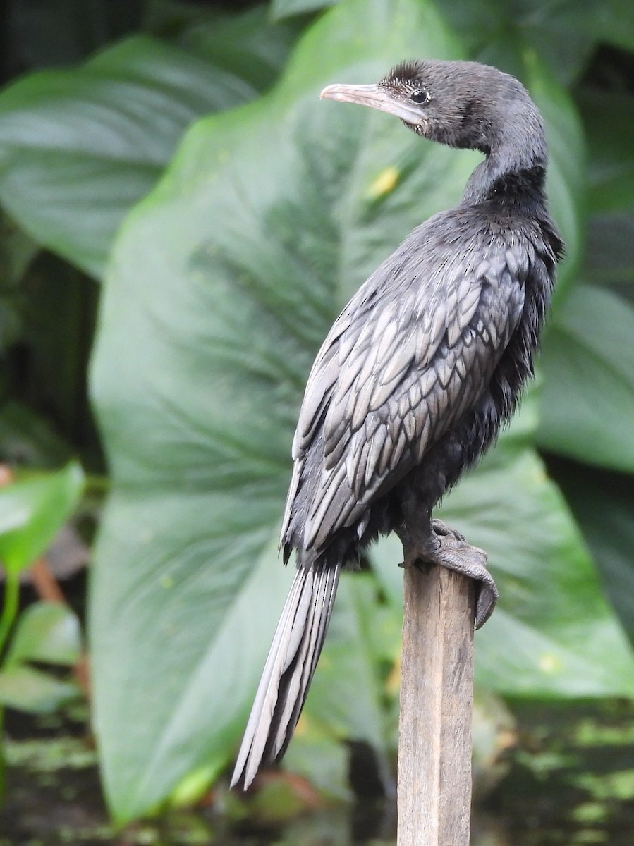 orientdvergskarv - ML644395048