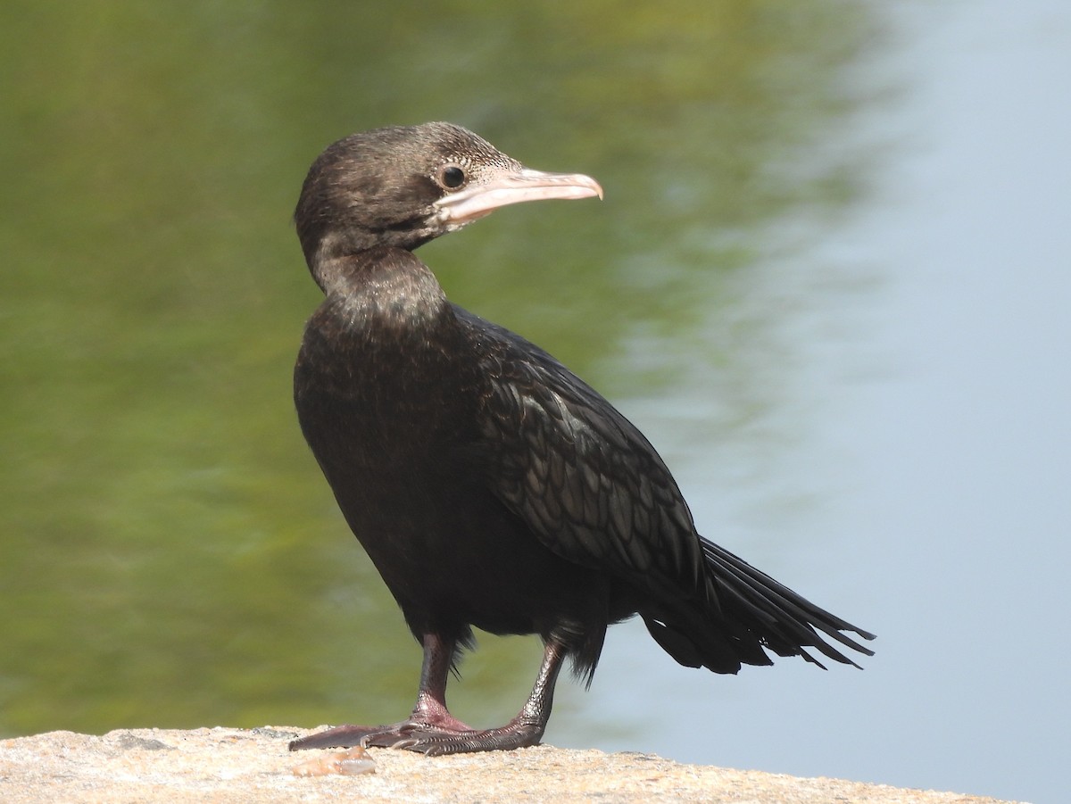 orientdvergskarv - ML644395050