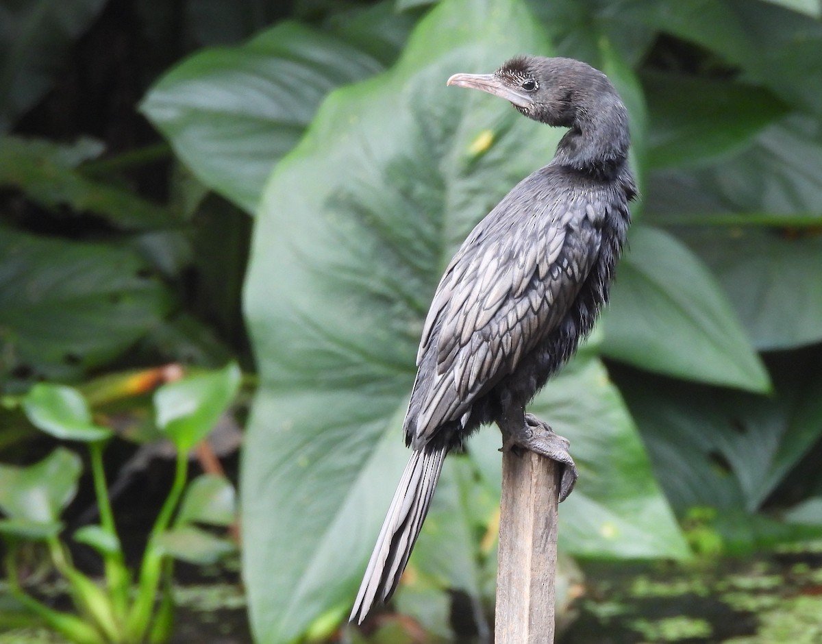 orientdvergskarv - ML644395051