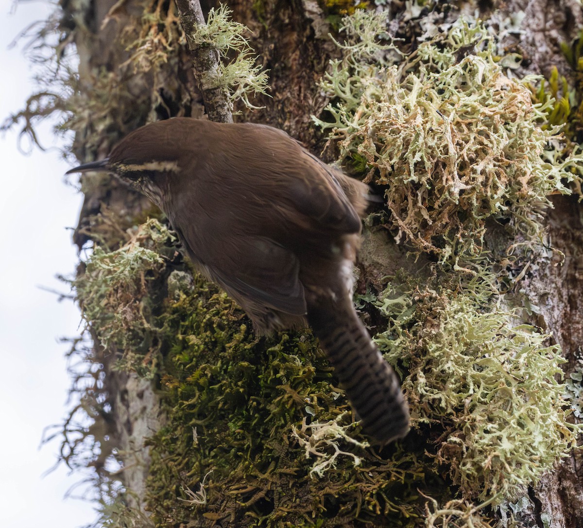 Bewick's Wren - ML644395054