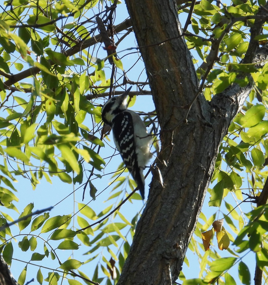 Hairy Woodpecker - ML644395055