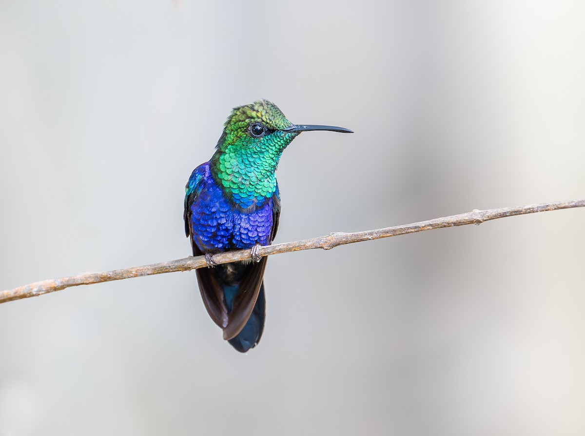 Fork-tailed Woodnymph - ML644395058