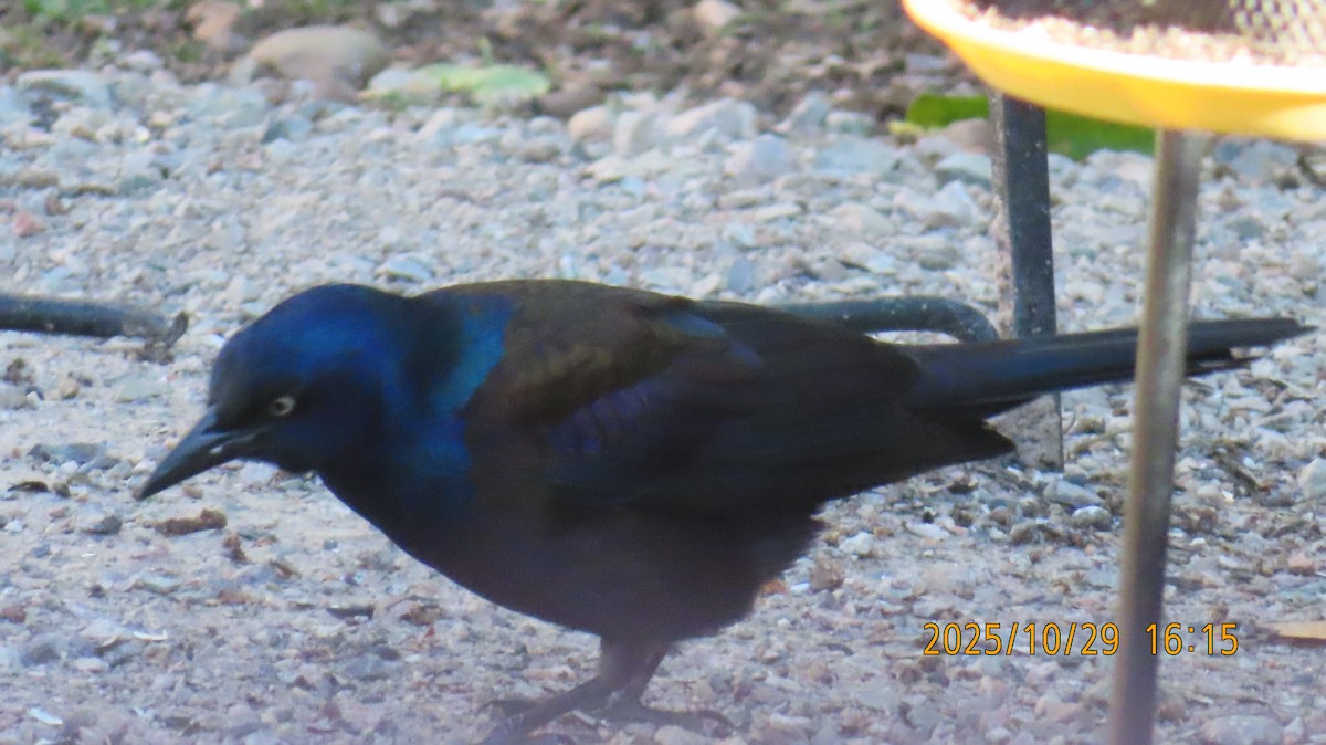 Quiscale bronzé - ML644395068