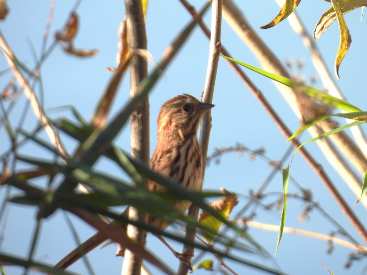 Song Sparrow - ML644395072