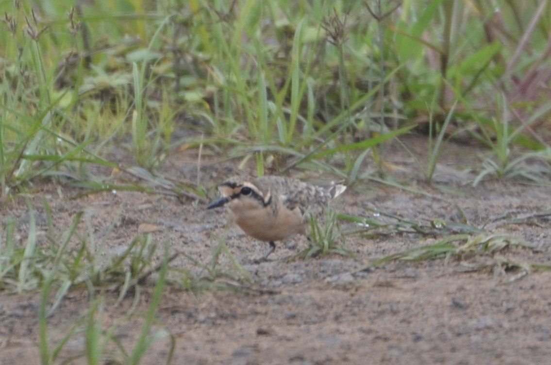 Chorlitejo Pecuario - ML644395082