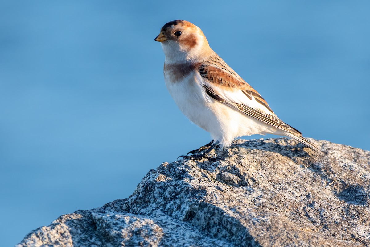 Snow Bunting - ML644395083
