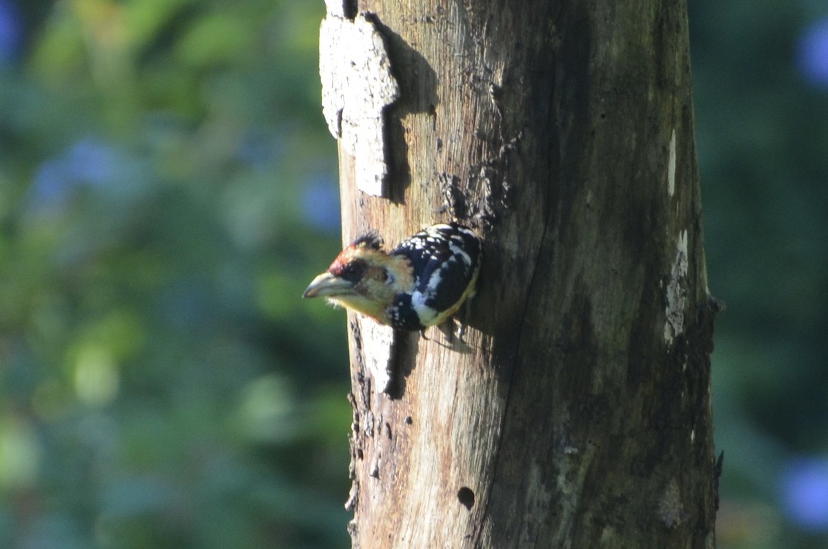 Crested Barbet - ML644395091