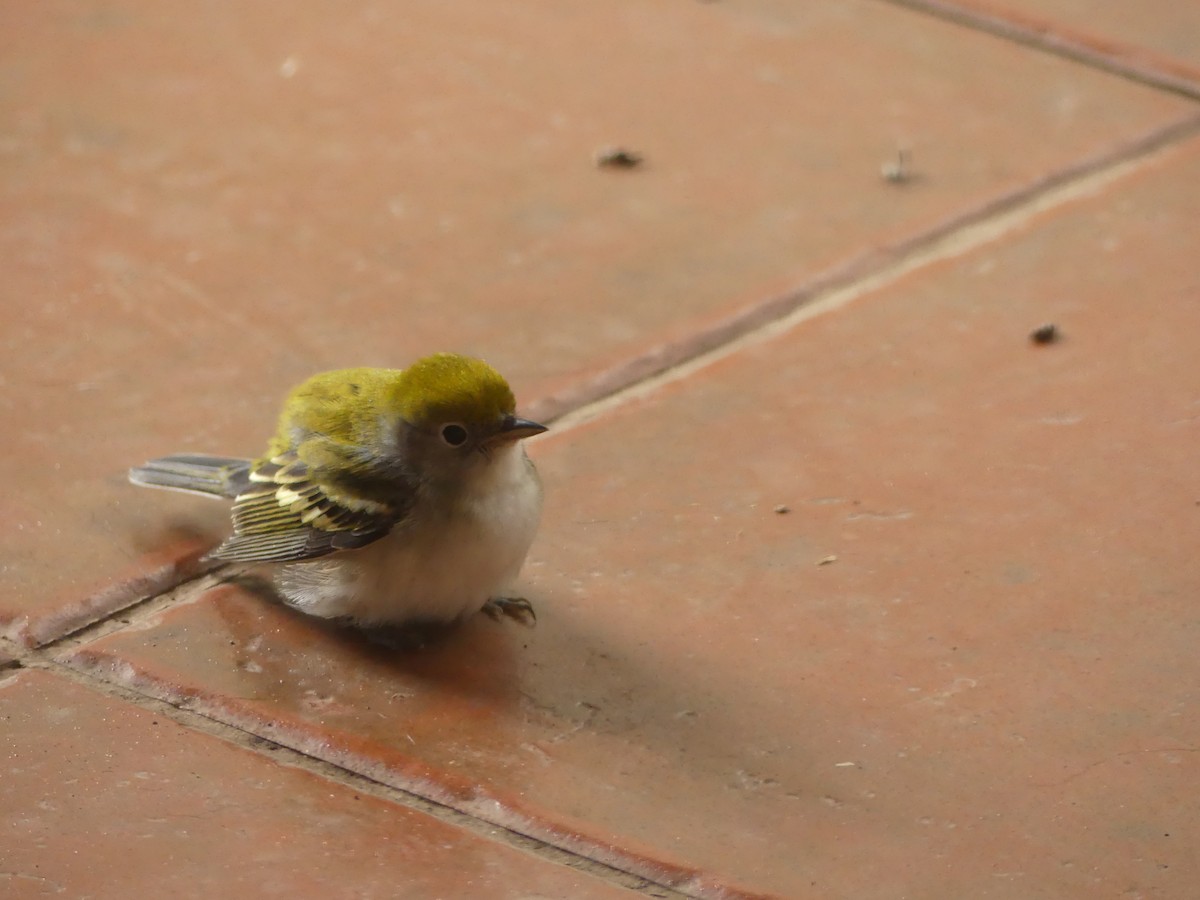 brunsideparula - ML644395120