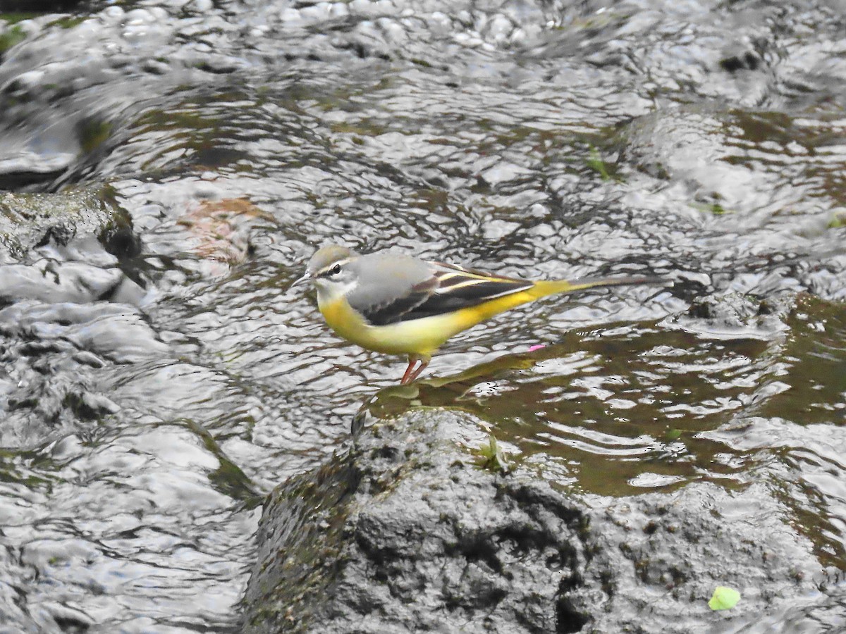 vintererle - ML644395121