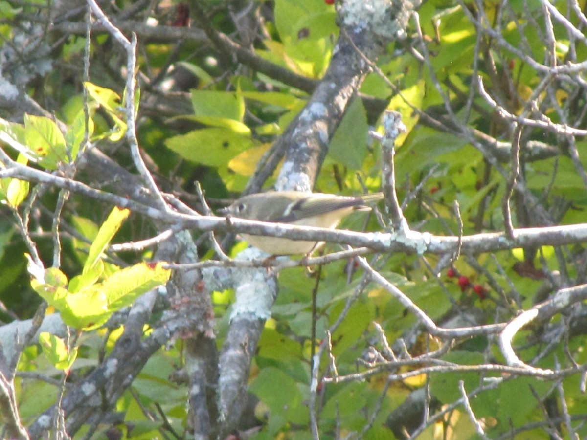 rubinfuglekonge - ML644395138