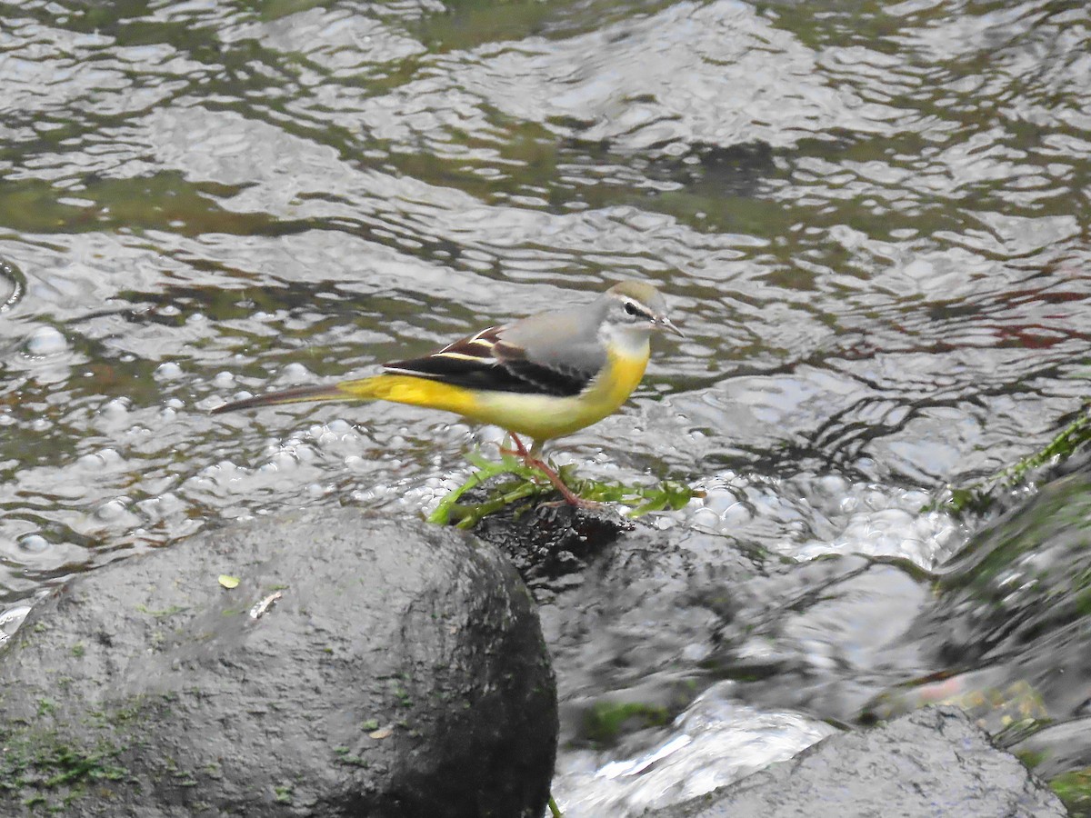 vintererle - ML644395139