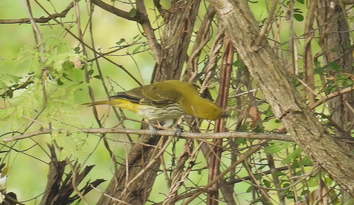 זהבן הודי - ML644395142