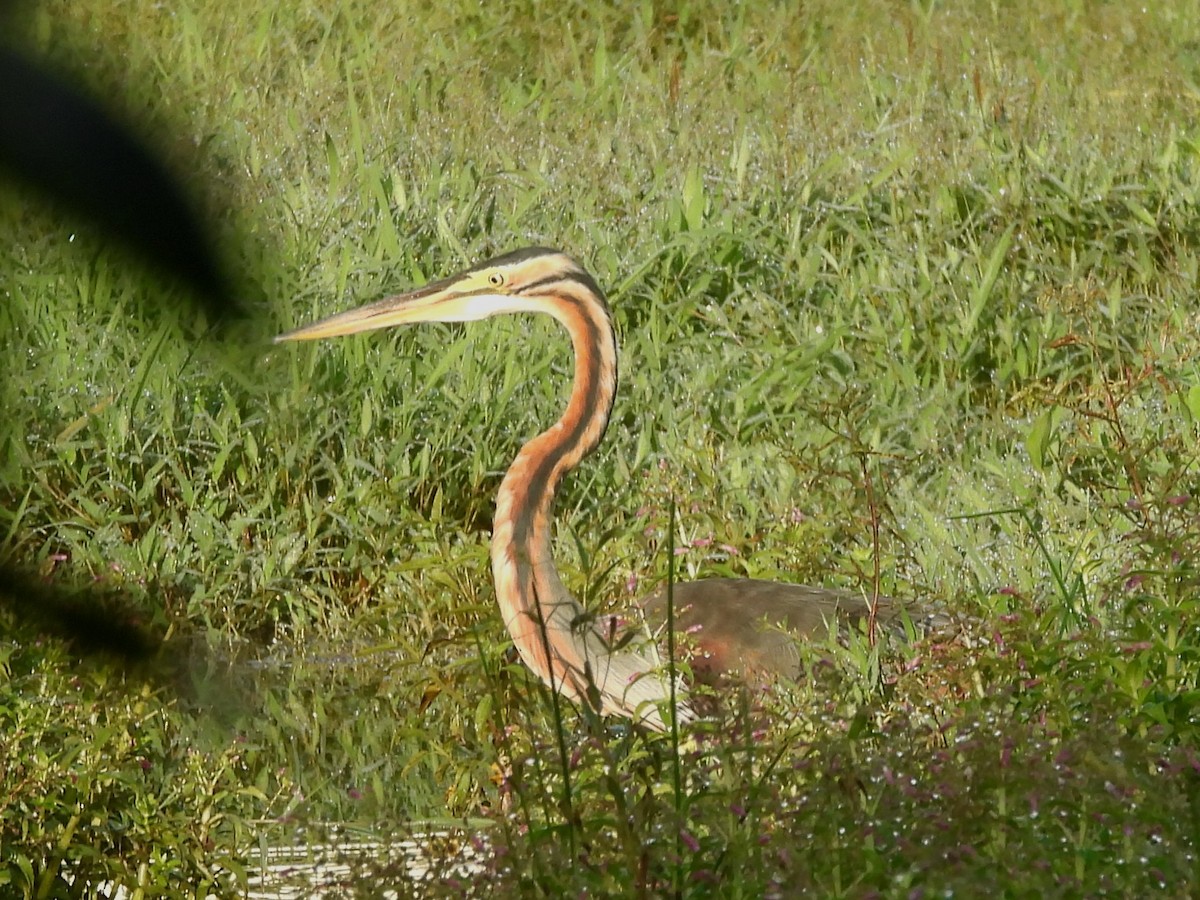 Purple Heron - ML644395150