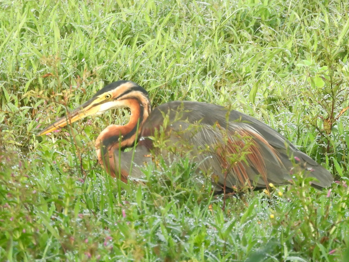 Purple Heron - ML644395151