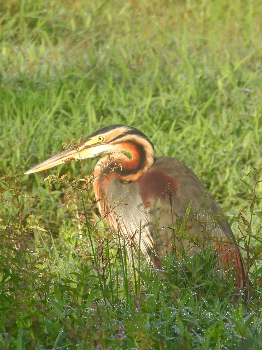 Purple Heron - ML644395152