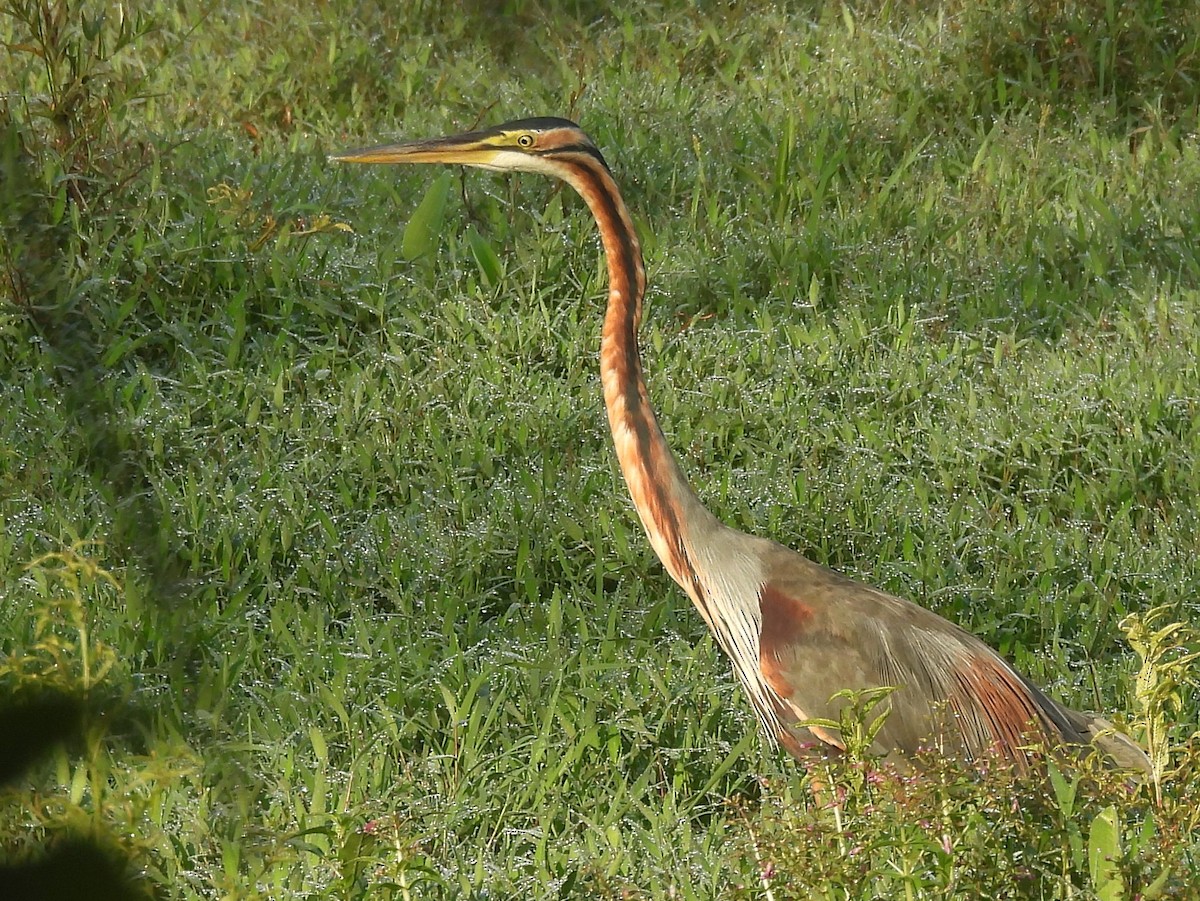 Purple Heron - ML644395153