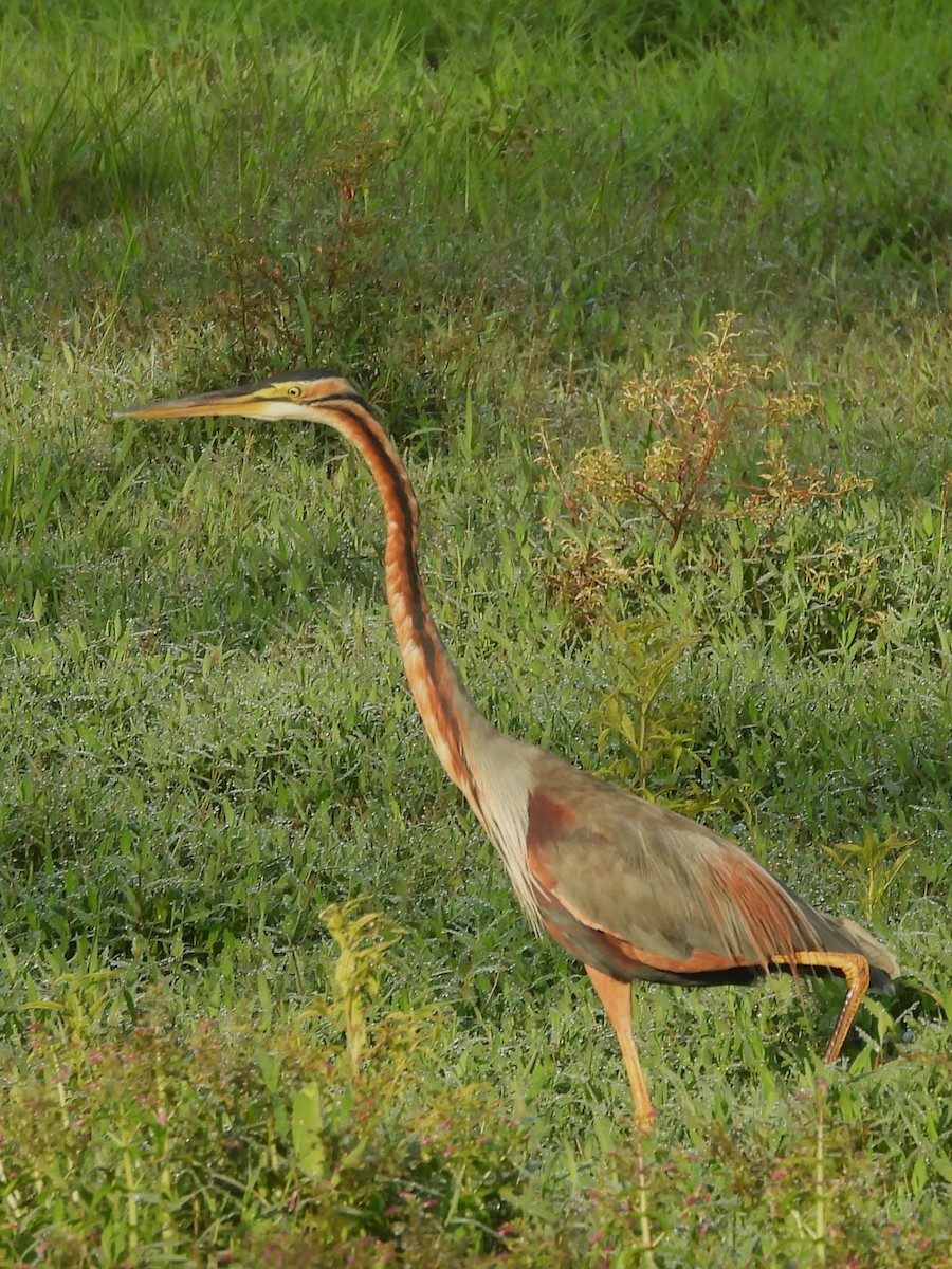 Purple Heron - ML644395154