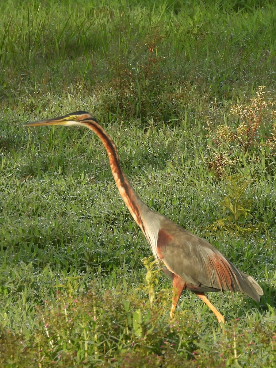 Purple Heron - ML644395155