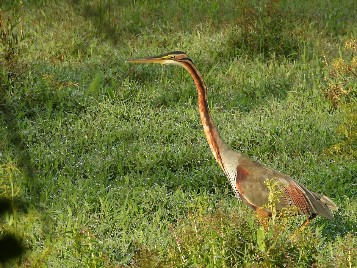 Purple Heron - ML644395156