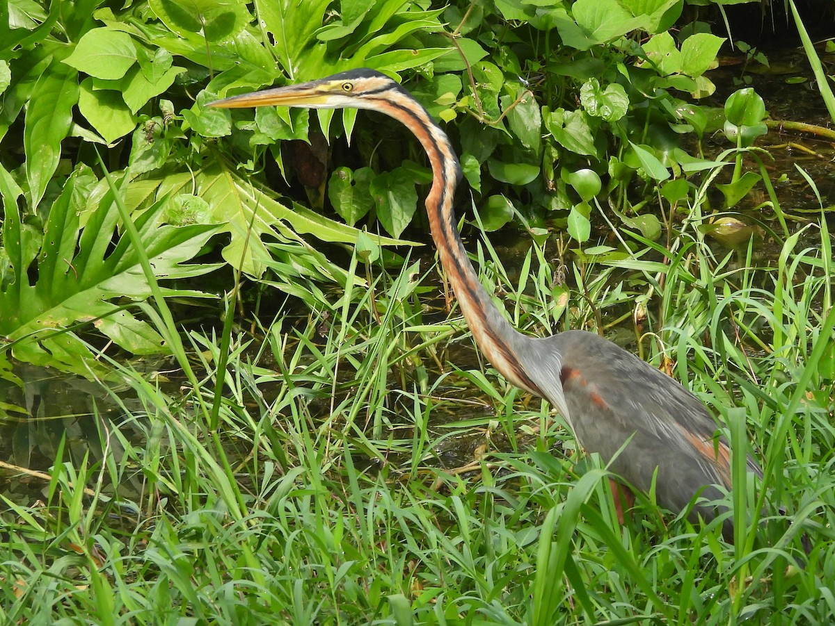 Purple Heron - ML644395157