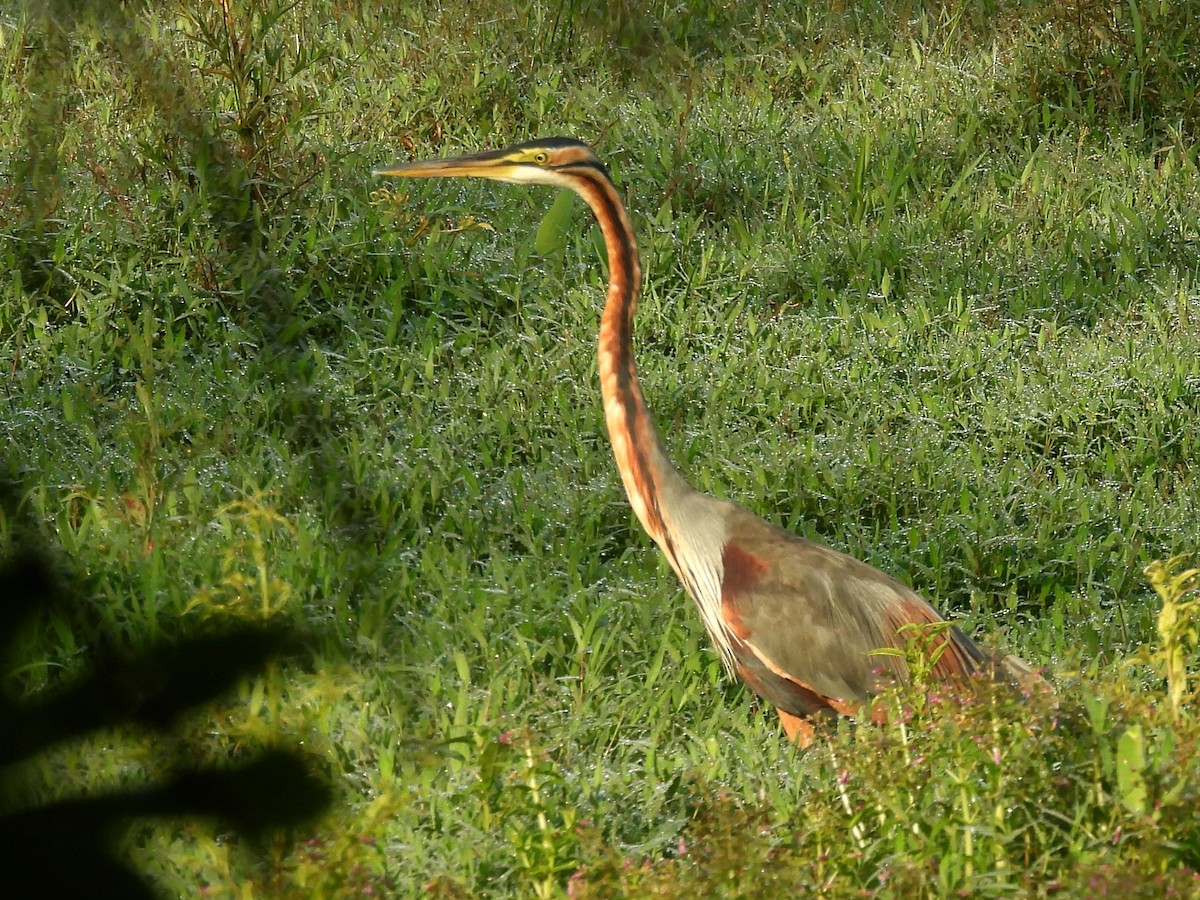 Purple Heron - ML644395158